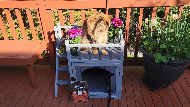 Amazon.com : Aivituvin Dog House Feral Cat House Outdoor and