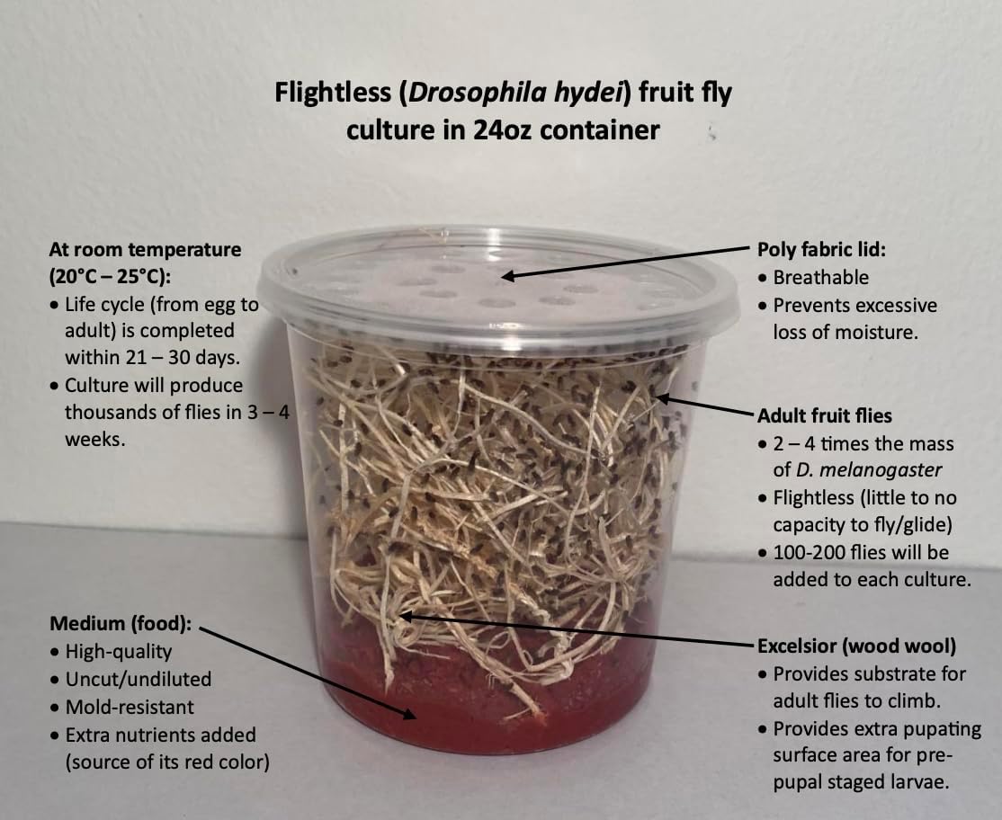 Flightless Fruit Fly (D. hydei) Culture kit - Includes: 1 Complete Culture, 3 containers with lids, 4 oz Dry Medium, Wood Wool, with Directions