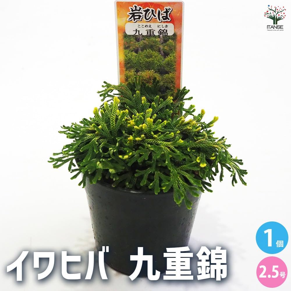 名品イワヒバ（24個まとめて） 名品イワヒバ（24個まとめて）