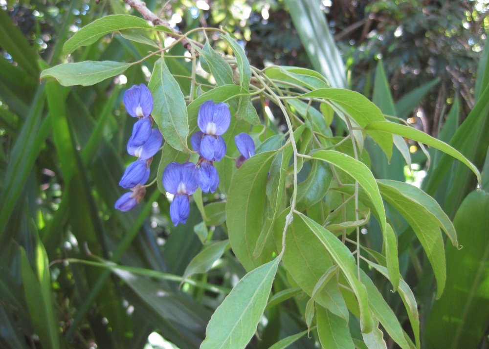 SAFLAX - Glicinia africana - 15 semillas - Bolusanthus africanus