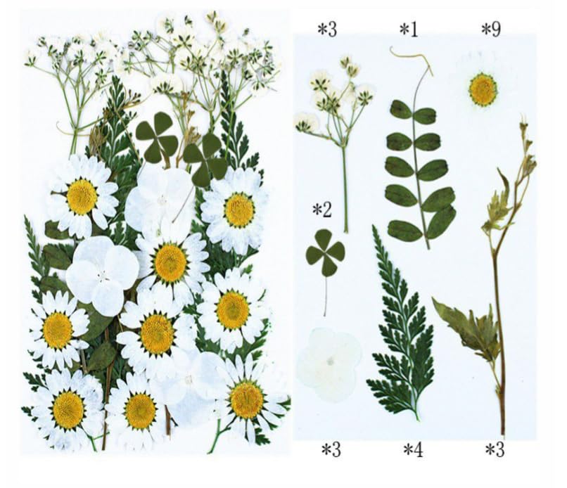 1 Box Natural Real Dried Hydrangea Flowers for Art Craft Mixed Soap, Candle, Scrapbook, DIY, Resin Tray Jewellery, Pendant (White Pressed Flowers)