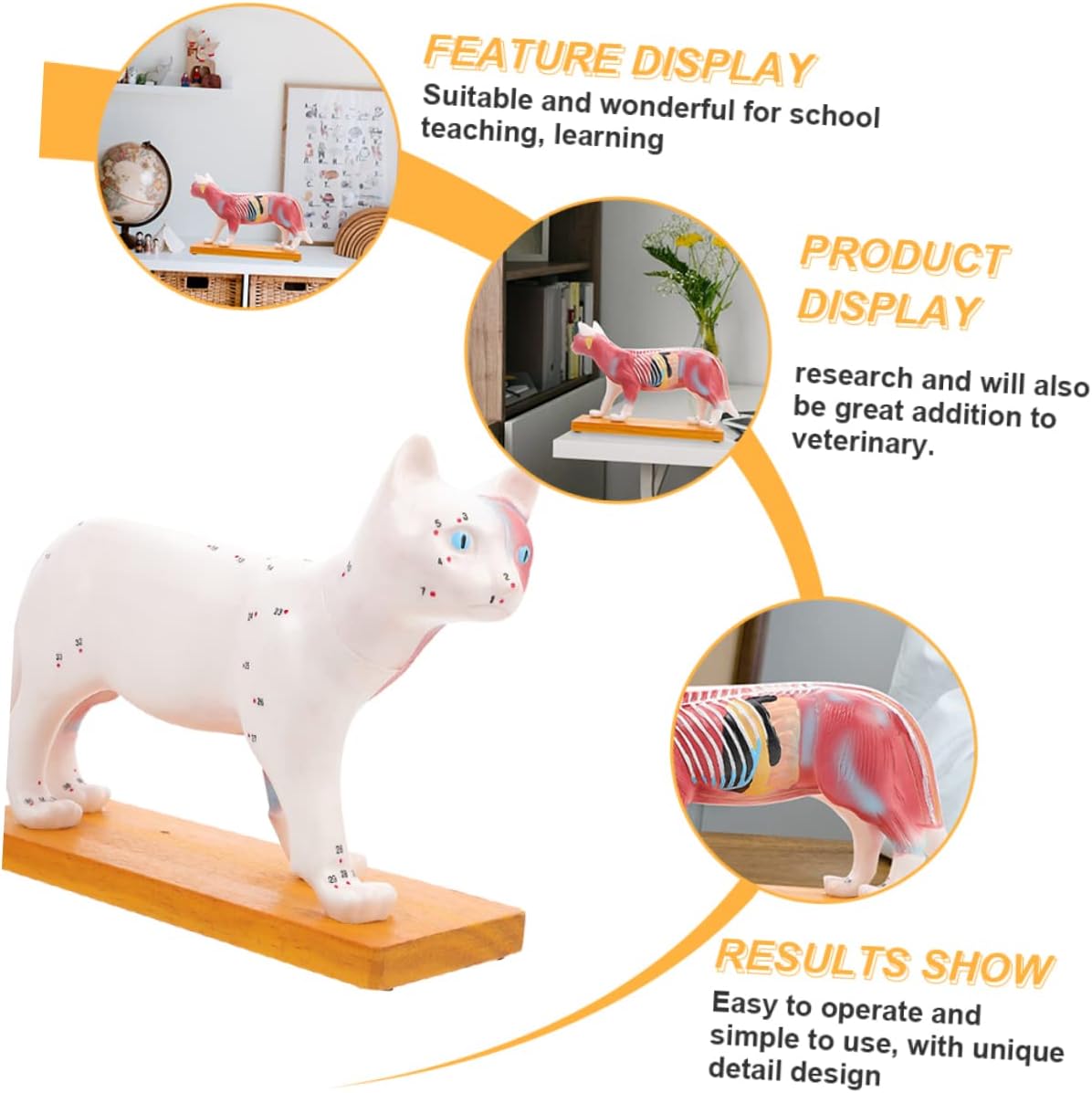 ABOOFAN Cat Model for Anatomy Veterinary Teaching Aid Detailed Cat Acupuncture Model