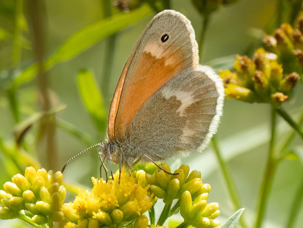 Nice complement to the 200-600