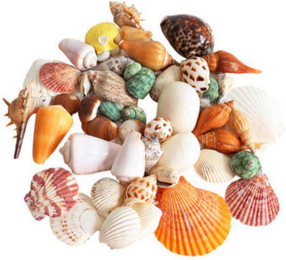 90 Pcs Sea Shells Mixed Ocean Beach Seashells, Colorful Natural Seashells Perfect Accents Fish Tank, Home Decorations, Beach Theme Party, Candle Making, Wedding Decor, DIY Crafts, Fish Tan
