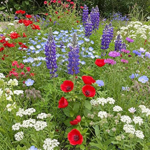 Image of Ferry-Morse Red, White & Blue Bulk Wildflower Seeds, 290,000+, 1 lb