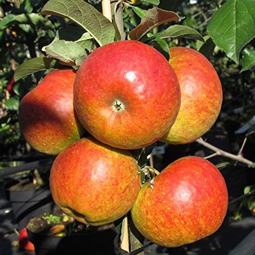 Apfel Gala Als Buschbaum Im Container | Pflanzen | Obstbäume & Beerenobst | Apfelbäume