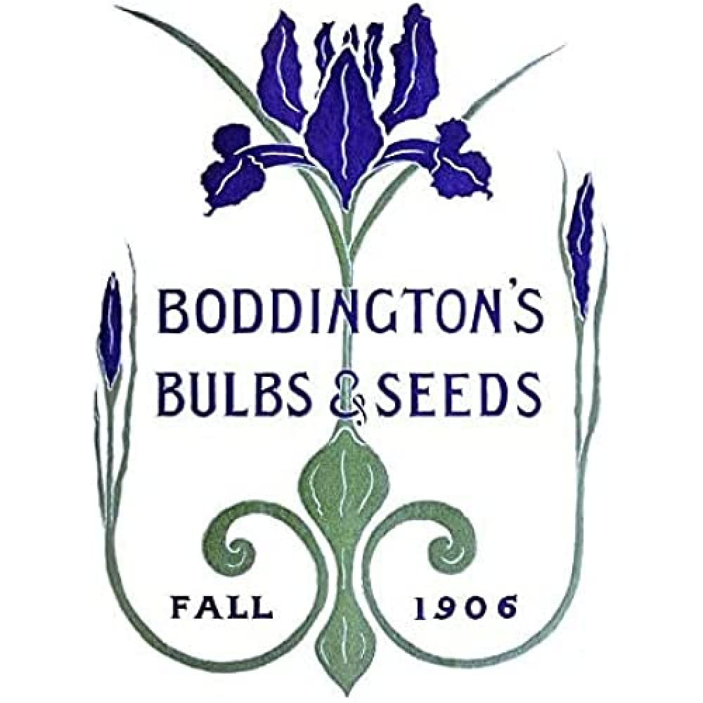 Wee Blue Coo Vintage Advert Boddingtons Seeds Bulbs Fall 1906 Unframed Art Print Poster Wall Decor 12x16 inch