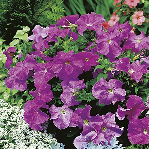 M-Tech Gardens Rare Hybrid Petunia" Storm Lavender" Flower Seeds for Growing (100 Seeds Pack) - PETUNIA117-picture-17