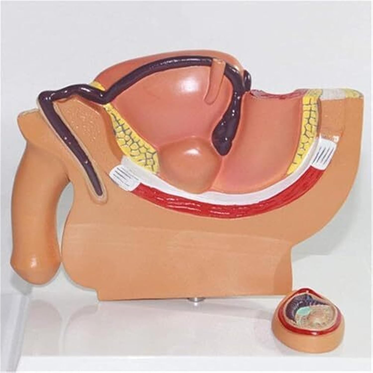 Male Prostate Reproductive System Anatomy Popular Science Teaching Model Medical Model Teaching Material
