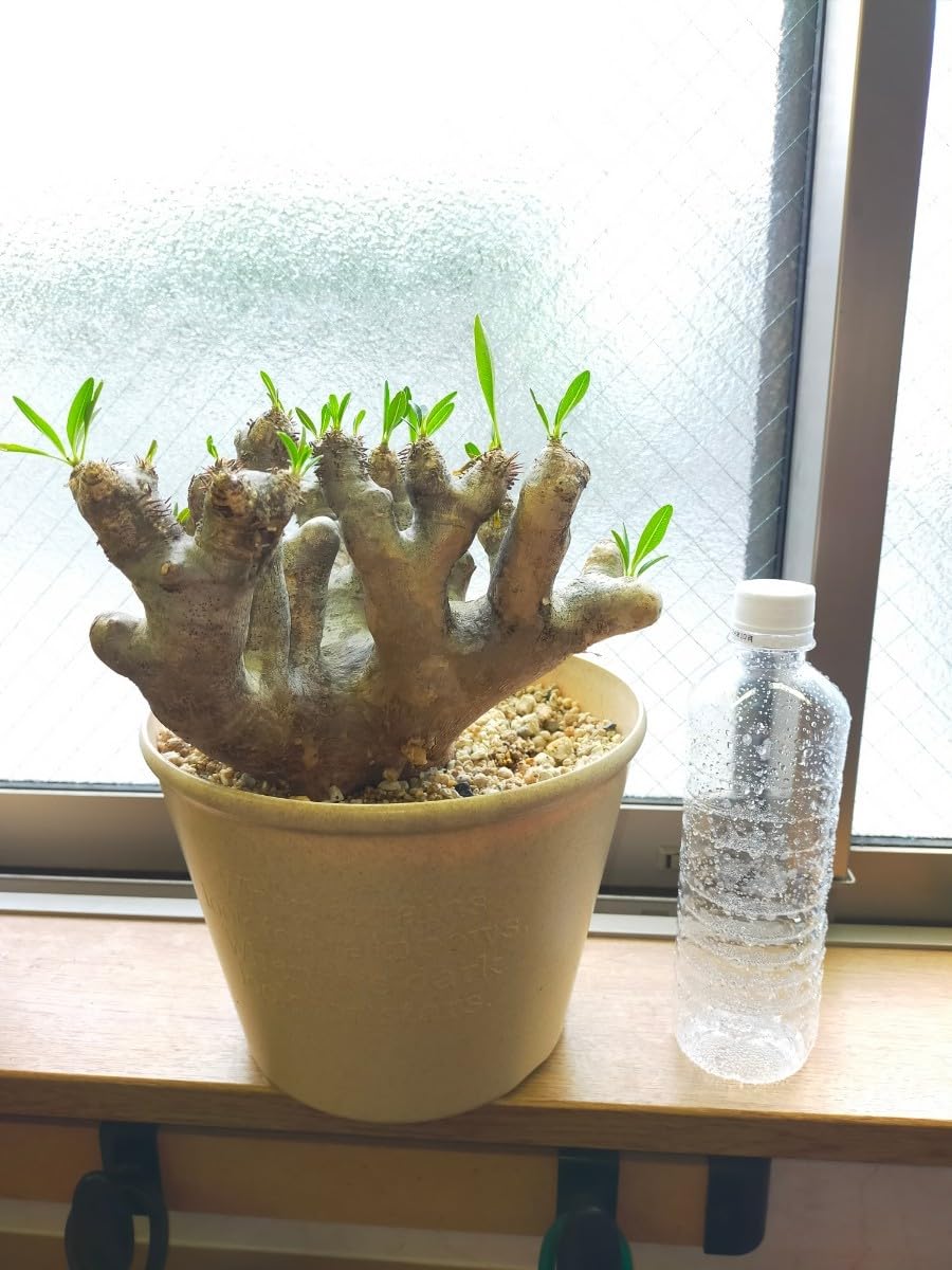 Amazon.co.jp: パキポディウムブレビカリックス Lサイズ 発根