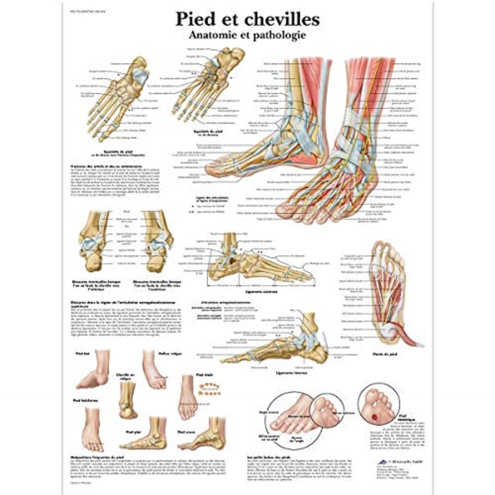 3B Scientific – Laminated Human Musculature Chart – UV & Dust-Protected Anatomy Poster for Study, Teaching & Clinics