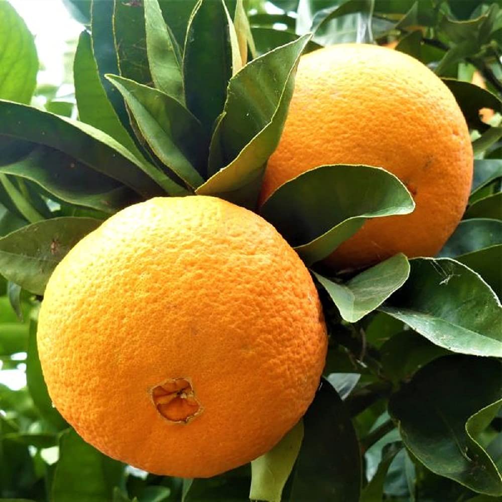 See full amazon price history chart for IXORA Washington Navel Orange Variety Grafted Santra Fruit Live Plants & Tree(1-2 Feet Size) IXORA Washington Navel Orange Variety Grafted Santra Fruit Live Plants & Tree(1-2 Feet Size) (B0BM81Y27N) Amazon Price History, Amazon Price Tracker