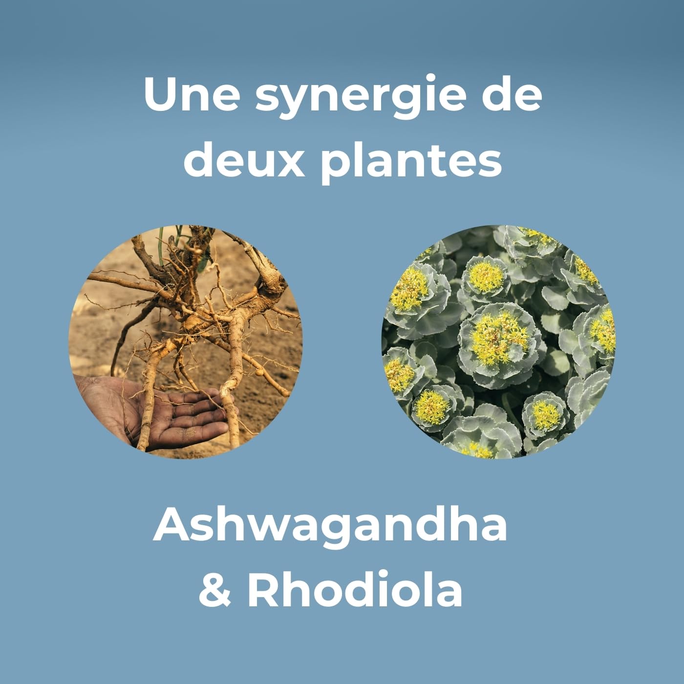 OPTIM Serenity Ashwagandha & Rhodiola Pack 3 x 30 gélules | Complément anti stress naturel, Sérénité & équilibre émotionnel, Sommeil réparateur, Capsules végan 3 mois