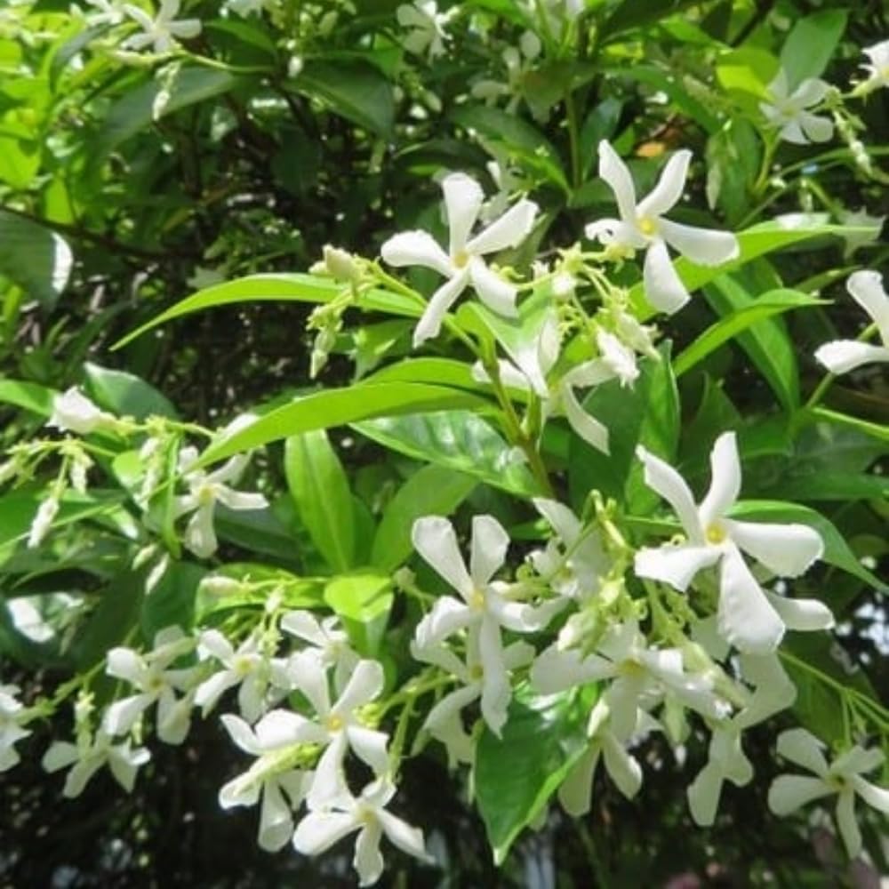 Amazon.com : 2 Jasmine Plants Live, Climbing Jasmine Flower Plant