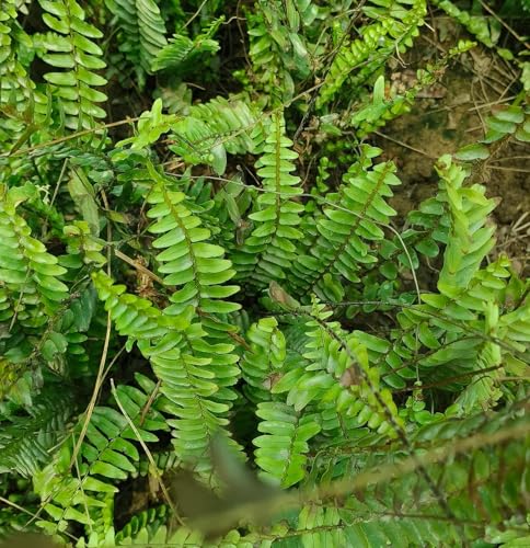 Image of Live Boston Green Fern Air Purifier Plant Comprehensive Boston Fern Indoor Plant with Pot (FERN PLANT)