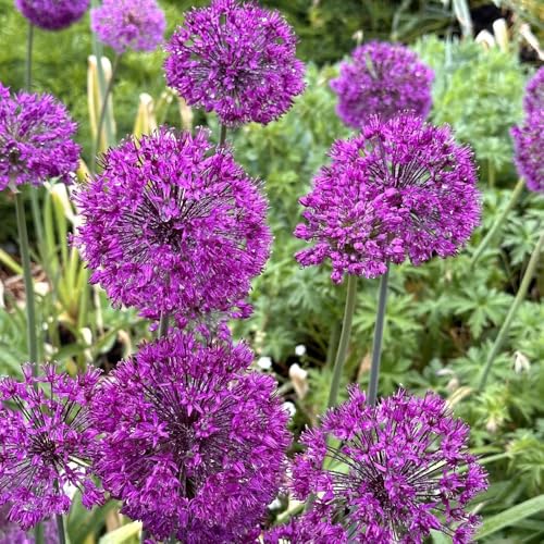 Semi di Allium giganteum, regali per gli amanti del giardino Semi di porro gigante, prodotti sostenibili semi di regali da giardino per le donne rari 100pcs