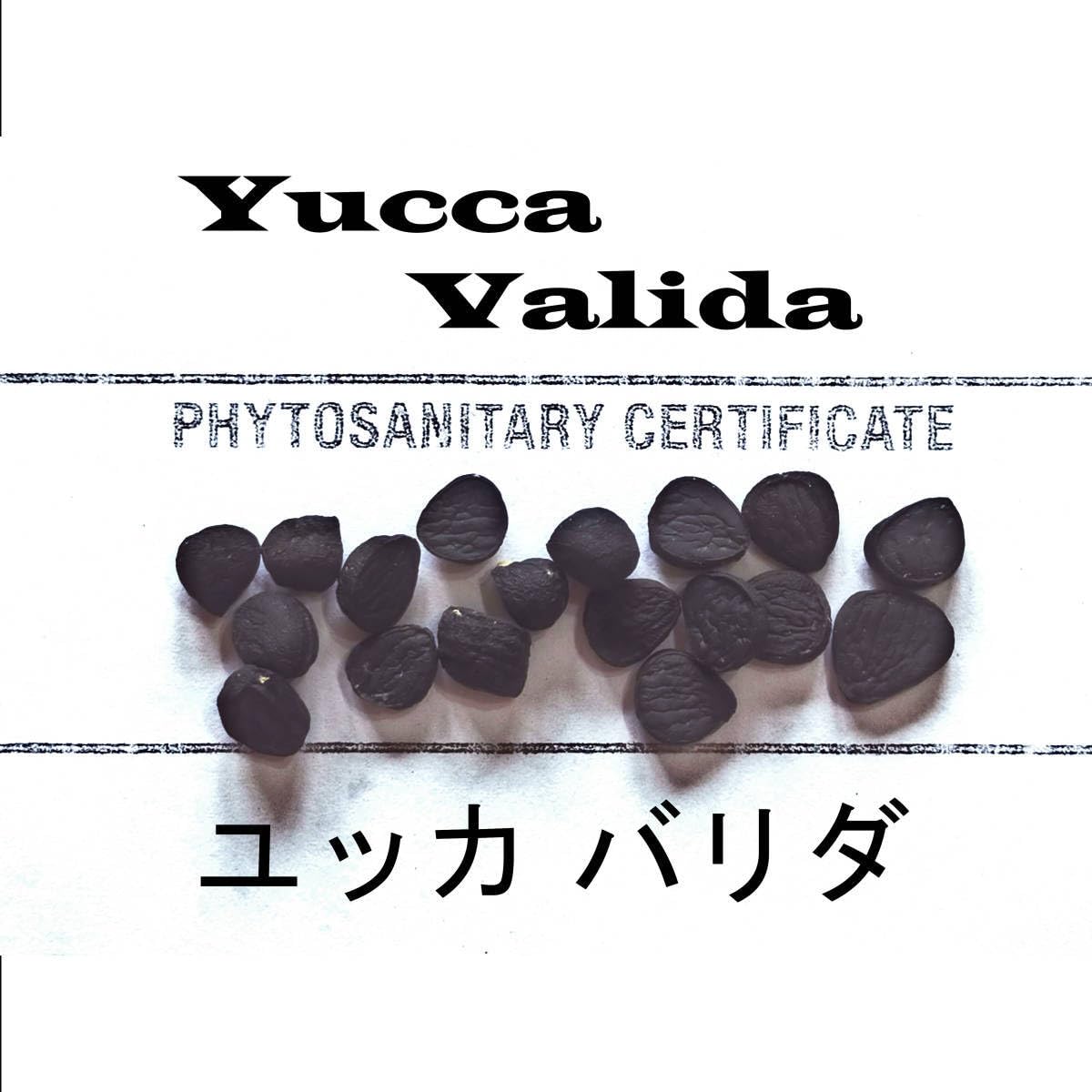 Amazon.co.jp: 6月入荷 5粒+ ユッカ バリダ 種子 種 証明書あり : DIY