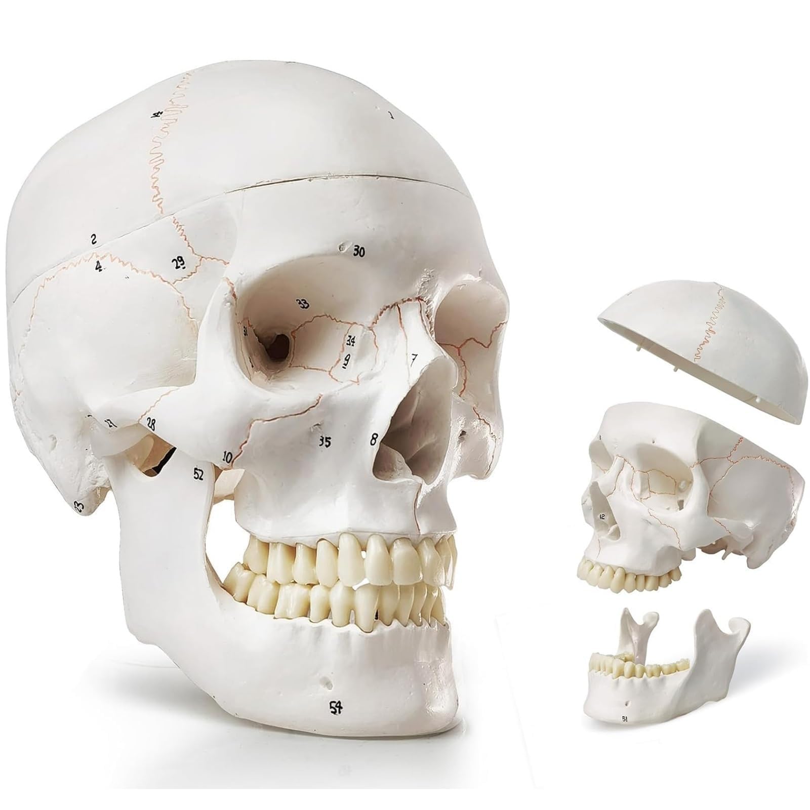 YNIYUJKL Human Anatomy Skull Model,Life Size 3 Parts W/Detachable Skull Cap And Base, Mandible,Numbered Skulls Model,55 Numbered, For Medical Student And Science Education