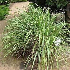 Lemon Grass (Cymbopogon Citratus) 100 Seeds