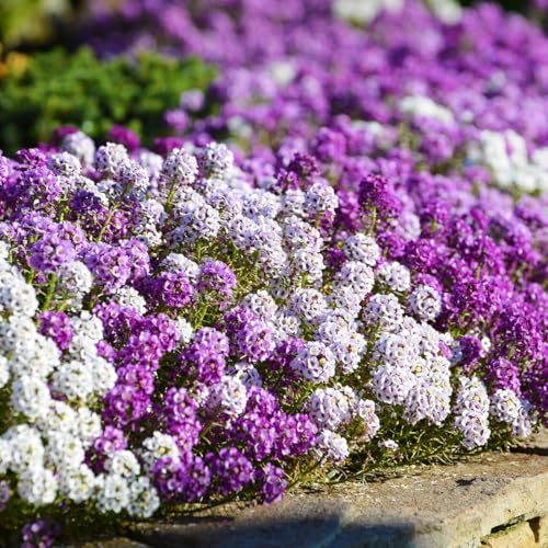 400+ Sweet Alyssum Flower Seeds Royal White Purple Ground Cover Flowers Plant