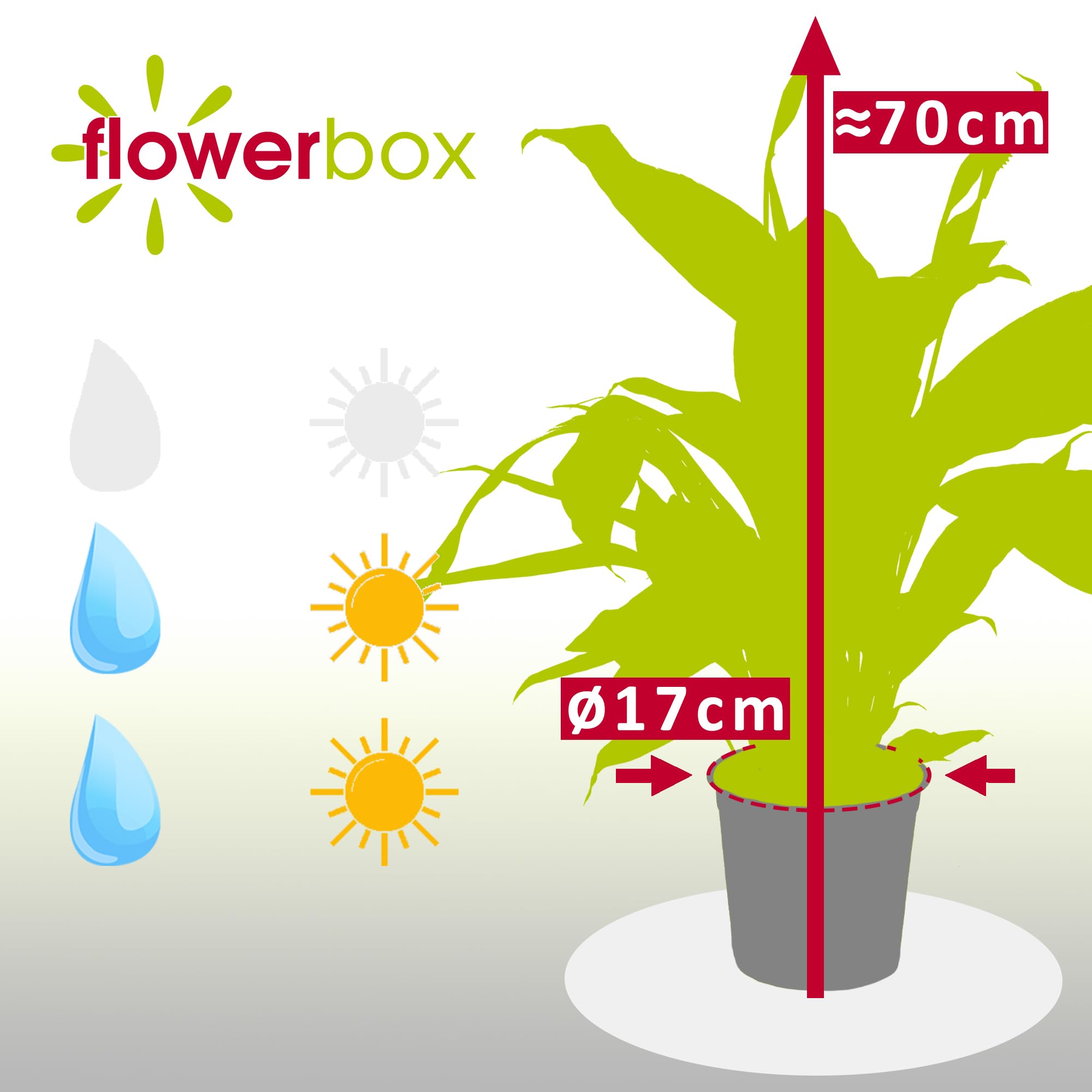 Einblatt 4-8 Blüten/Knospen - echte Zimmerpflanze, Spathiphyllum - Höhe ca. 70 cm, Topf-Ø 17 cm