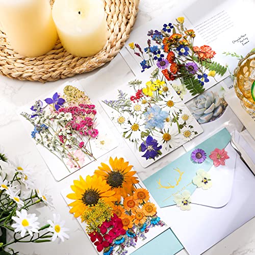 Funtery 111 piezas flores prensadas secas para manualidades miniatura 2