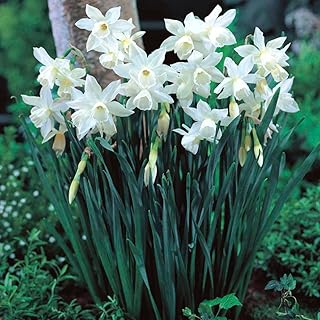5 x Narcissus Triandrus Thalia – Spring Flowering Bulbs – One of a Few Pure White Daffodils – Multi-Headed & Scented Blooms – Perennial – for Your Beautiful Garden