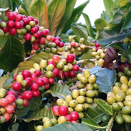 Kona Joe Gourmet Espresso Coffee Blend, Whole Bean (8 oz)