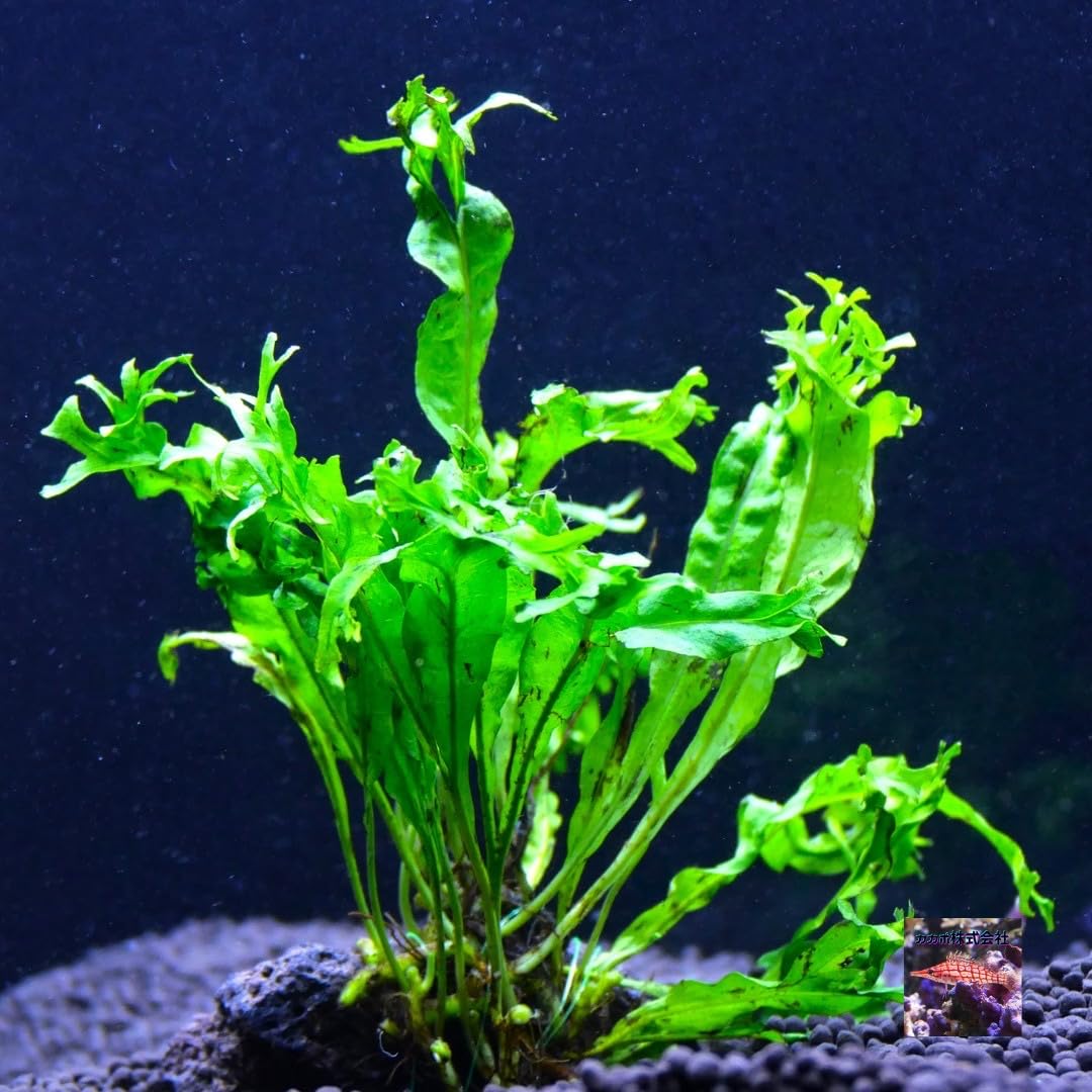 Amazon | ミクロソリウム ウェンディロブ 3株 ウィンドローブ 水上葉