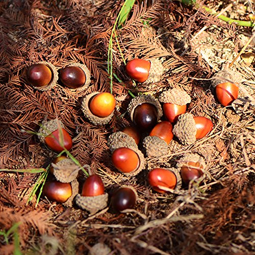 Wonuu 100 Pieces Craft Acorns Artificial Acorn Decor Fake Fruit Props Acorns Decoration Crafting Diy Home Party Wedding Decor Christmas Thanksgiving Festival, 2 Colors(2 Colors Mixed-100 Pack) #TOP2