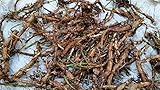 Hop Rhizomes - Brewer's Gold