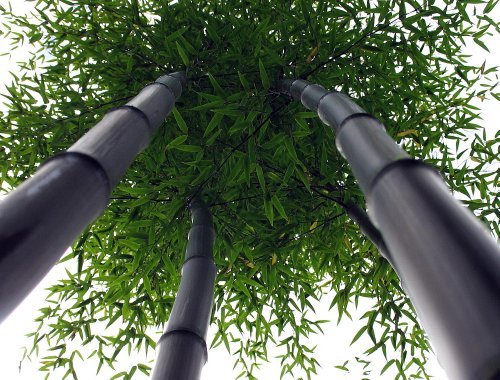 Giant Black Bamboo - Phyllostachys nigra - 4