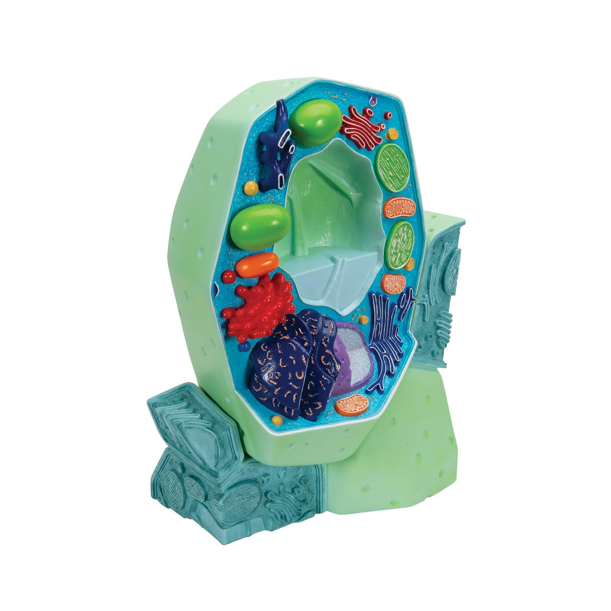 3B Scientific R05 Modello la Cellula Vegetale