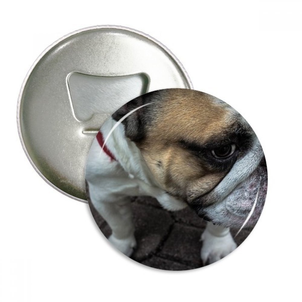 Aimants bouledogue décoratifs pour frigo et apéritifs conviviaux lot de 3