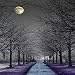 MOONLIGHT PATH TYPE FRAGRANCE OIL - 4 OZ - FOR CANDLE & SOAP MAKING BY VIRGINIA CANDLE SUPPLY - FREE S&H IN USA