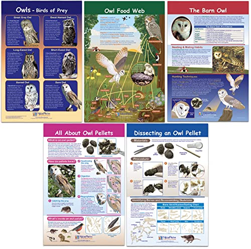 NewPath Learning Owls & Owl Pellets Bulletin Board Charts, Set/5 - Laminated, Double-Sided, Full-Color, 12
