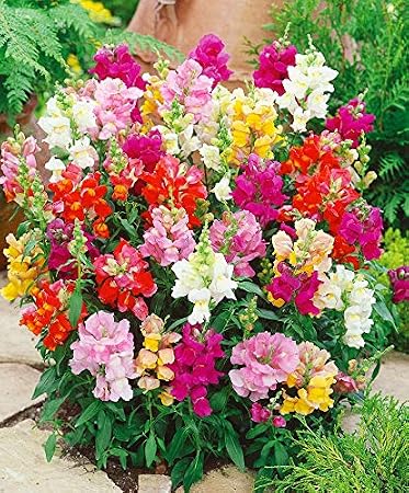 Seeds Dwarf Low Snapdragon Mix - Annual Flowers for Planting - GMO Free