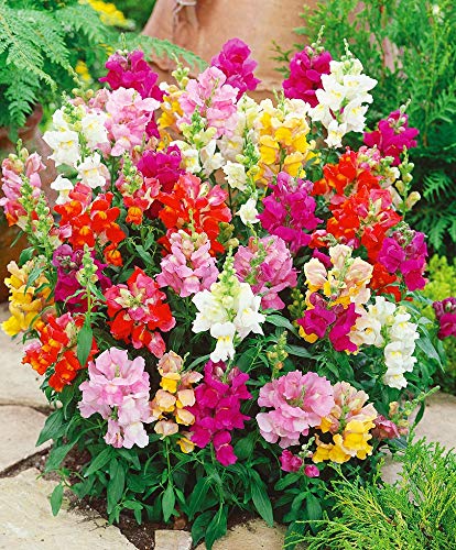 Nika Seeds - Flowers Snapdragon Dwarf Mix Annual - 700 Seeds #TOP4