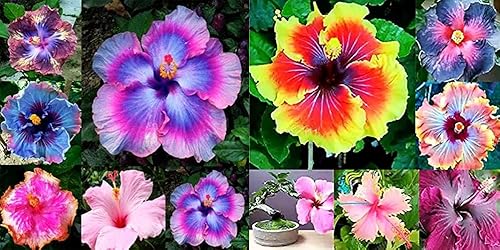 Daisy Garden Semillas de hibisco mixtas Hibiscus Rosa-sinensis Semillas de flores Hibiscus Árbol Flor Planta