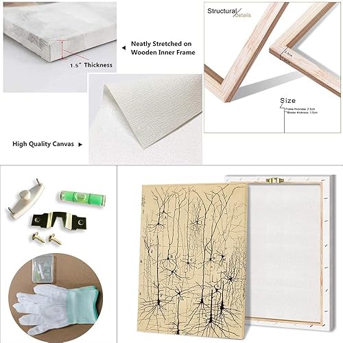 Miniatura 5 de Dibujo de neuronas, Santiago Ramón y Cajal, impresión artística antigua de anatomía cerebral, pósteres vintage, pinturas en lienzo, pósteres e