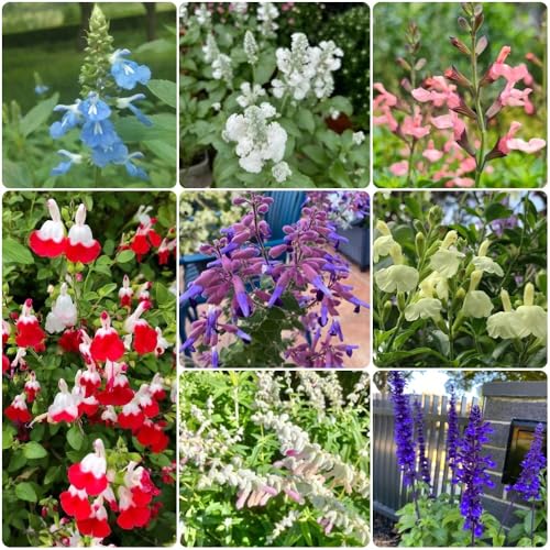 Semi di salvia, biologici esotici Salvia japonica, seminare vecchie varietà da giardino roccioso resistenti semi di perenni per esterno 500pcs