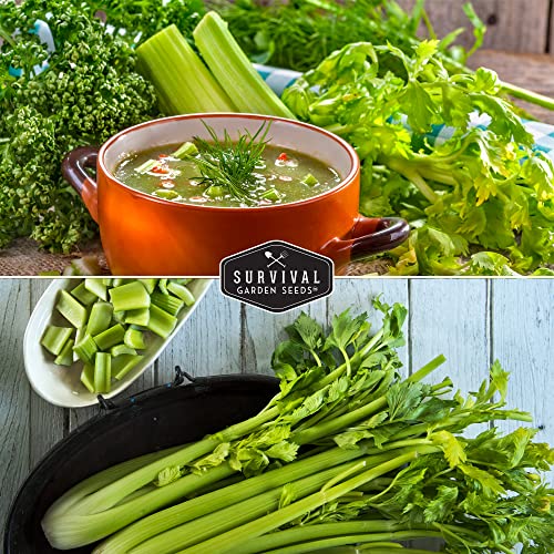 Celery Seed Collection for Planting - 2 Packet with Instructions to Plant and Grow Green Utah & Chinese Celery Varieties in Your Home Vegetable Garden - Non-GMO Heirloom- Survival Garden Seeds - Image 4