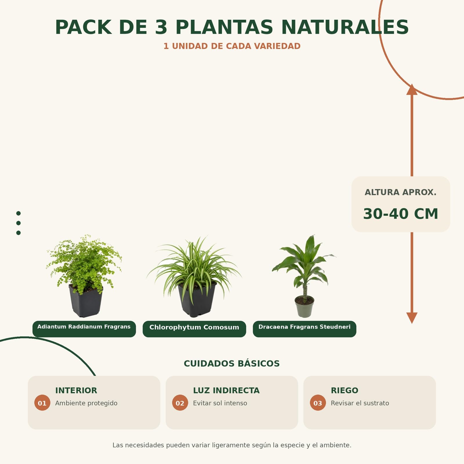 Pack 3 Plantas de Interior DECOALIVE: Culantrillo, Cinta y Tronco de Brasil