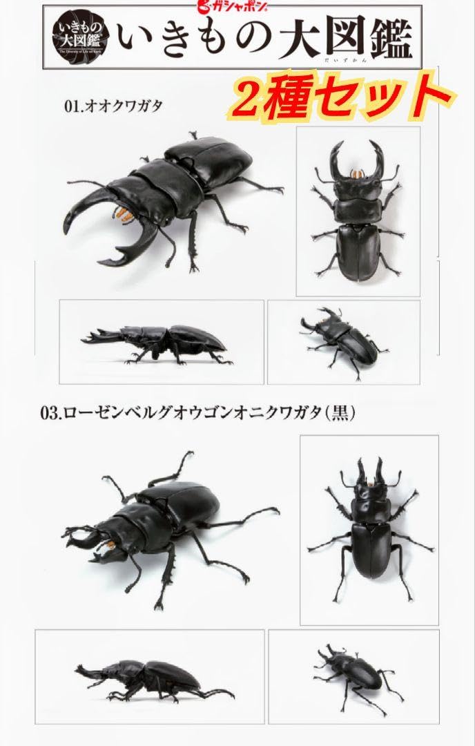 Amazon.co.jp: いきもの大図鑑くわがた03 オオクワガタ、オニクワガタ2
