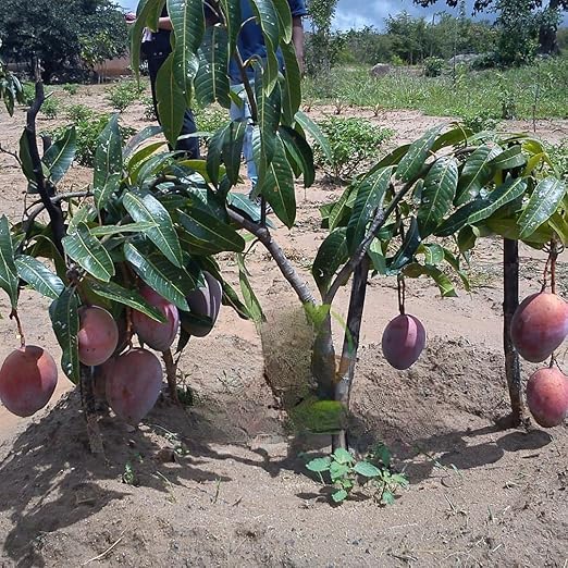 Image of inchMiyazaki Mango Plant - Live Grafted Tree, Height 2-3 Feet, Produces Delicious Fruits in 2-3 Years - Perfect for Home Gardens and Tropical Landscapes! inch