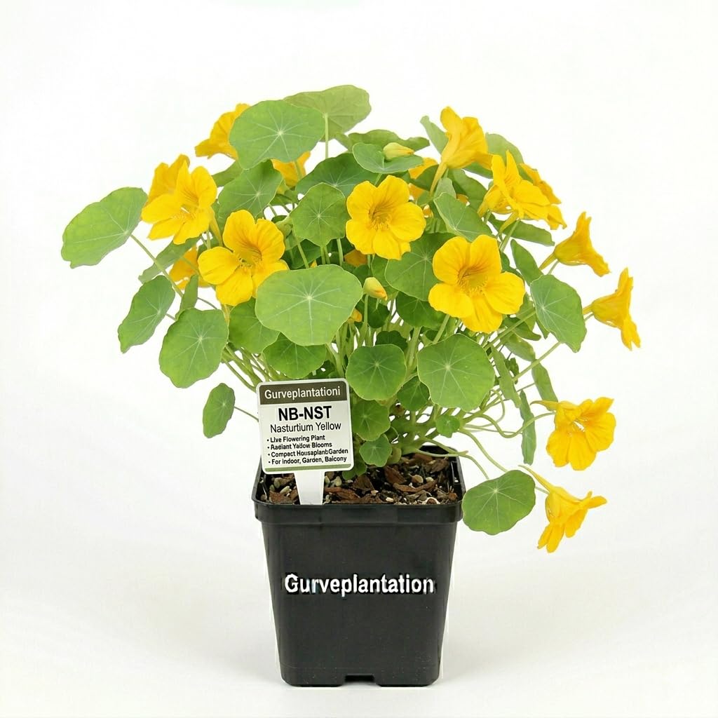 Nasturtium Yellow Live Flowering Plant Indoor Outdoor Houseplant Ornamental Plant Home Garden Balcony Decor Nursery Pot – Pack of 1-image-5