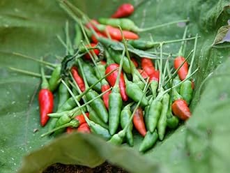 Creative Farmer Kanthari Chilli/Mulaku Outdoor Plant Kandhari Chili Pepper (Birds Eye Chilli) (Healthy Live Plant)