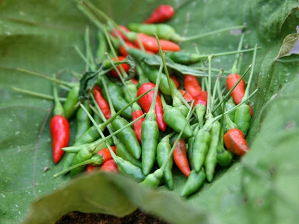 Creative Farmer Kanthari Chilli/Mulaku Outdoor Plant Kandhari Chili Pepper (Birds Eye Chilli) (Healthy Live Plant)