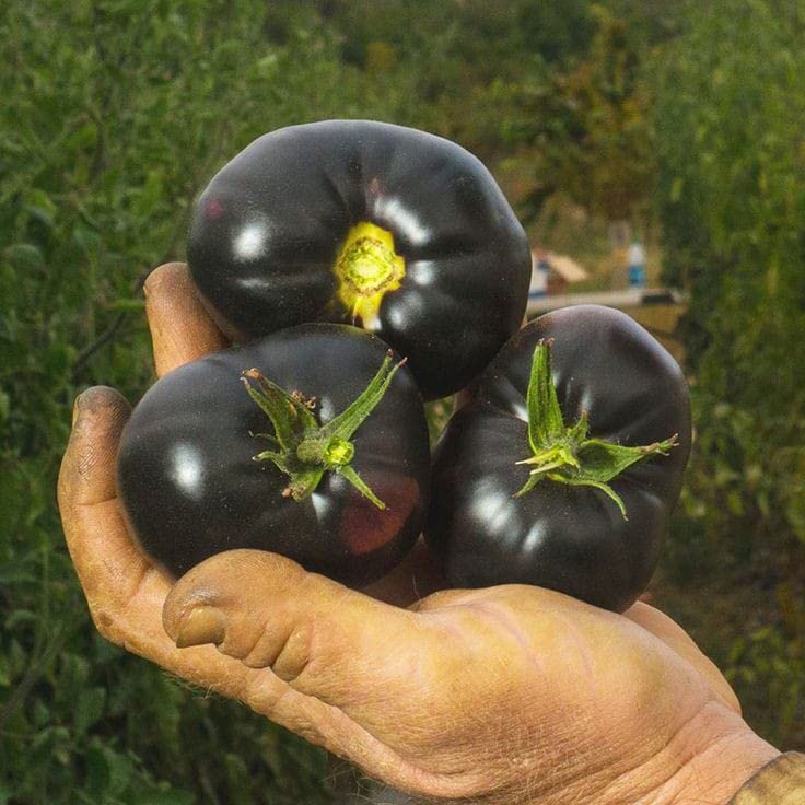 Oakwood Farms® Tomato Imported Vegetable Seeds | pure dark black tomato seeds For Kitchen Indoor/Outdoor home And Gardening vegitable seeds Pack Of 60 seeds (B0CMXP7Q7B) Amazon Price History, Amazon Price Tracker