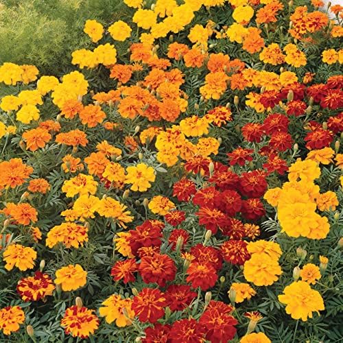 MEILY 5000Pcs Marigold Seeds for Planting Non-GMO Flower Seeds for Home Yard Garden Decor Wildflower Seeds